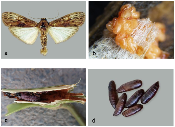 quy-tr-nh-ph-ng-ch-ng-t-ng-h-p-s-u-c-ng-n-hypsipyla-robusta-g-y-h-i